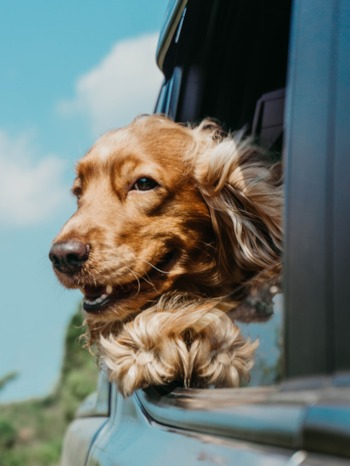 cocker spaniel leaning out of car window 